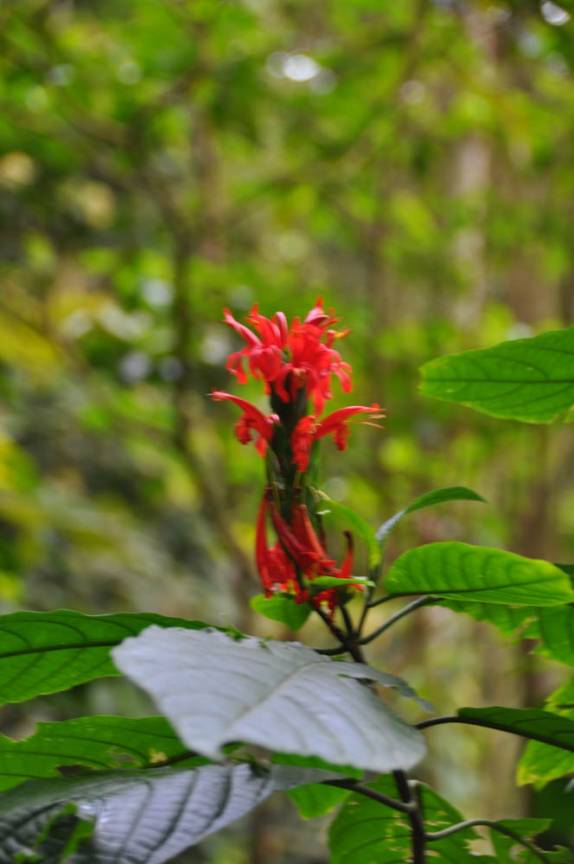 Floôr ao longo da trilha do El Tucuche, a segunda mais alta montanha da ilha de Trinidad